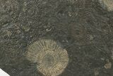 Dactylioceras Ammonite Cluster - Posidonia Shale, Germany #242675-2